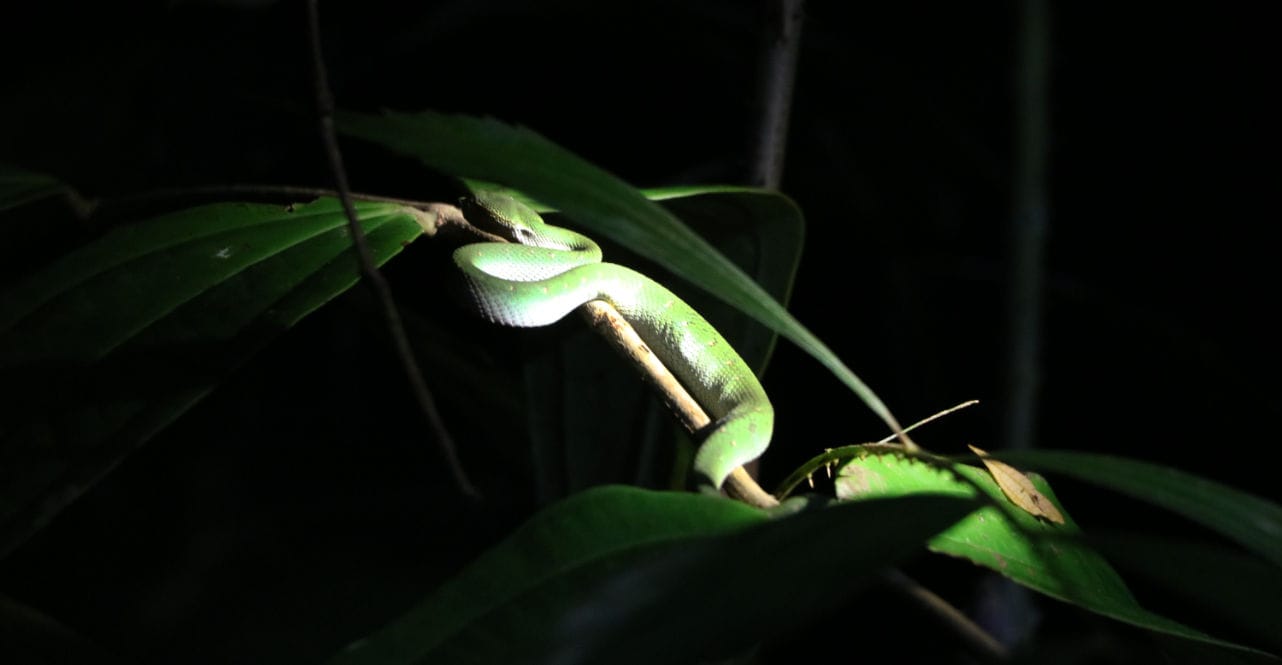 Bako Nationalpark auf Borneo: Green Viper