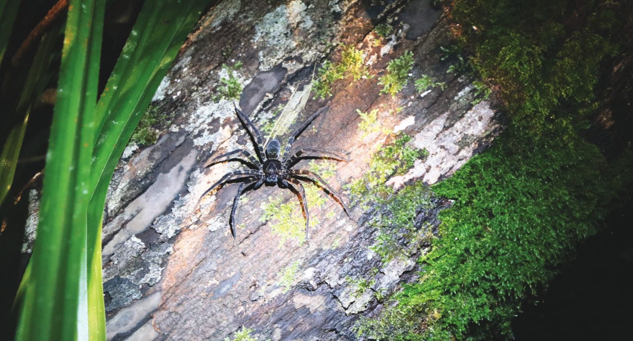 Bako Nationalpark Nachttour: Spinne