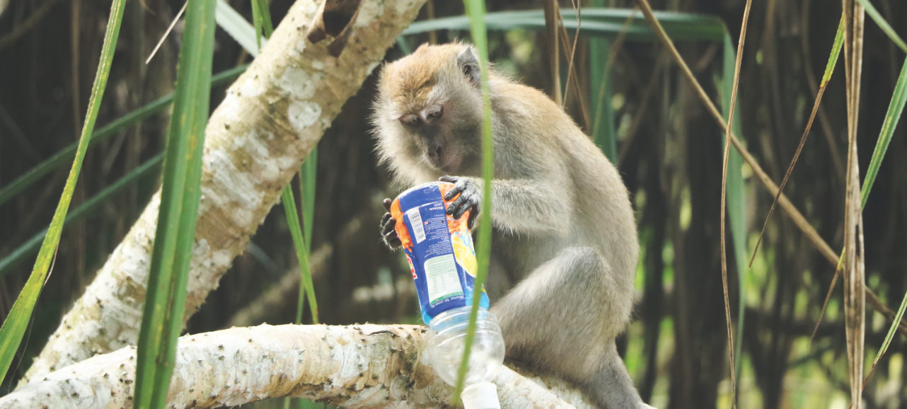 Penang Nationalpark - Affe mit Softdrink