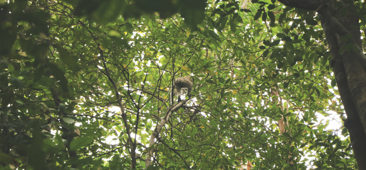 Reisebericht: Affen im Penang Nationalpark