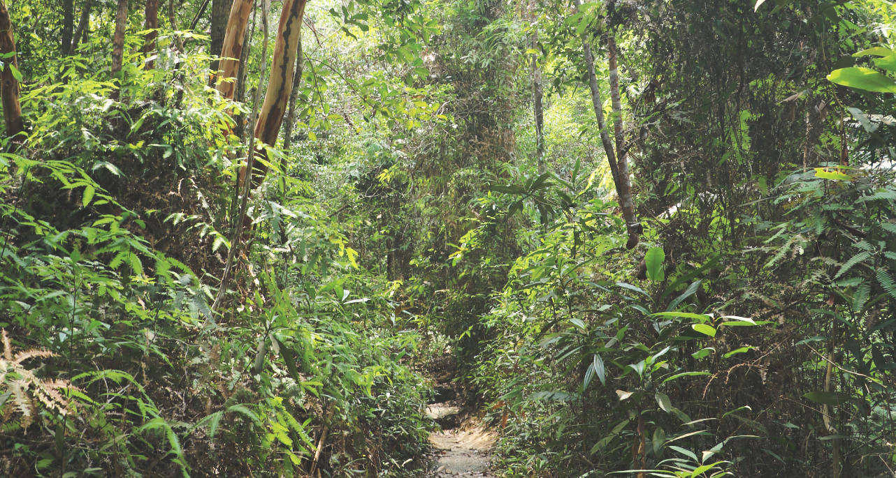Penang Nationalpark - Weg
