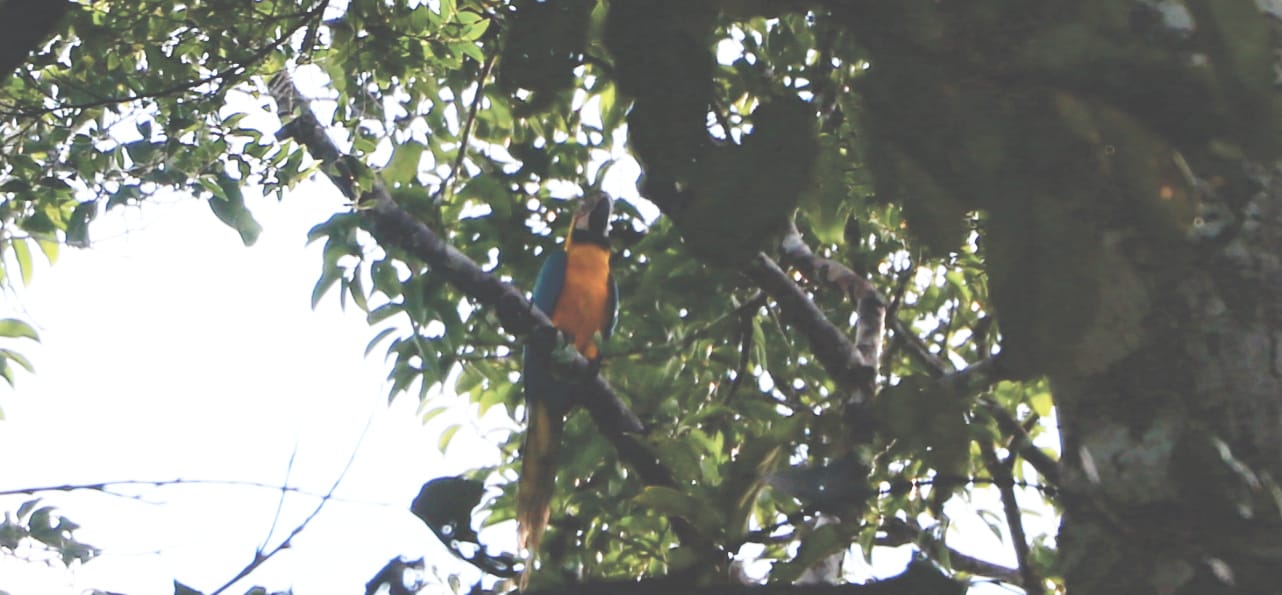 Papagei im Amazonas in Peru