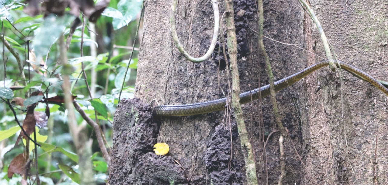 Schlange im Amazonas in Peru