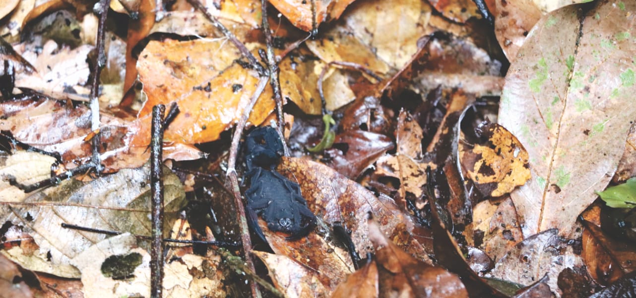 Reisebericht - Amazonas Regenwald: Giftiger Skorpion