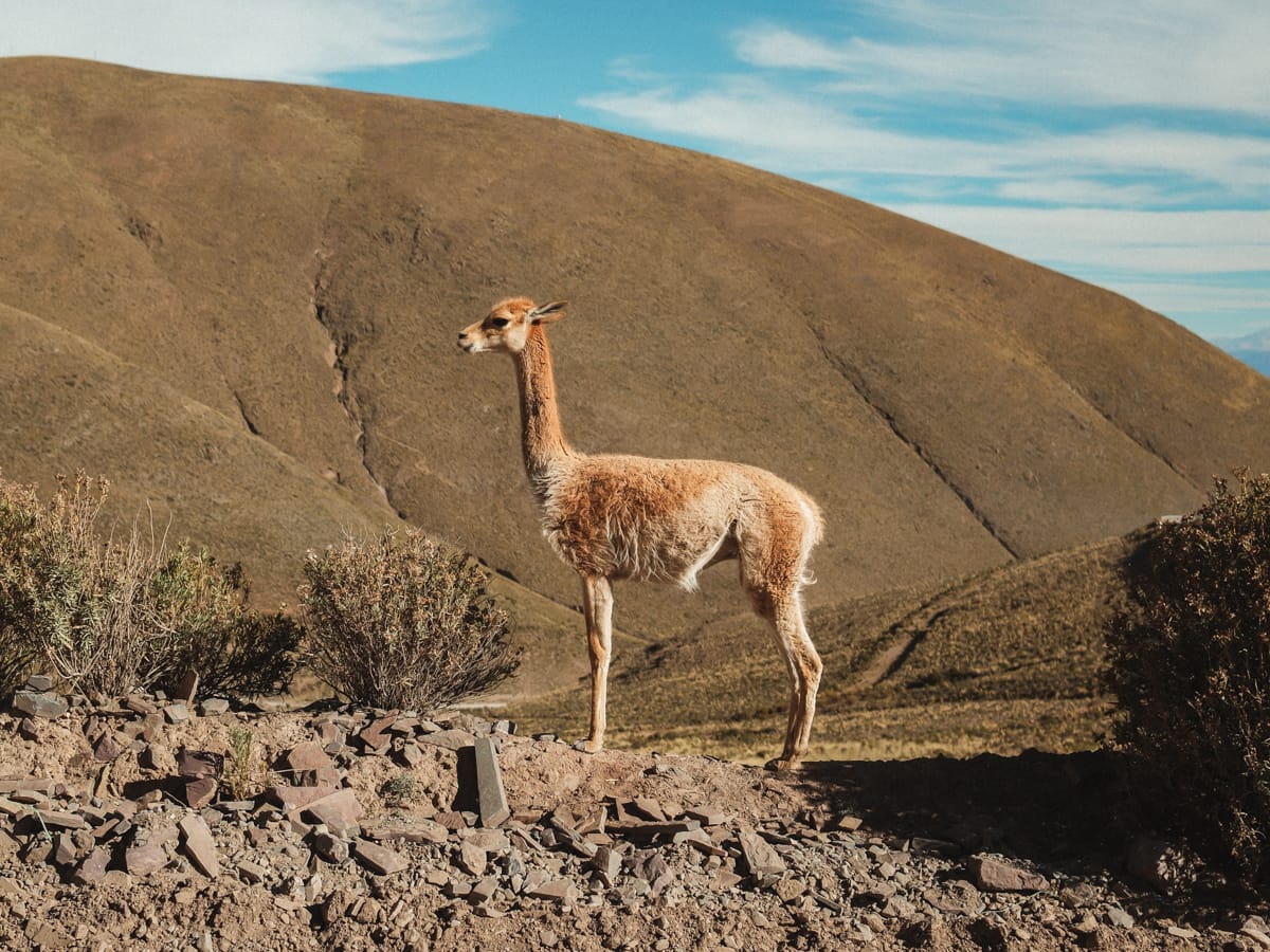 Argentinien Sehenswürdigkeiten - Guanaco in Salta