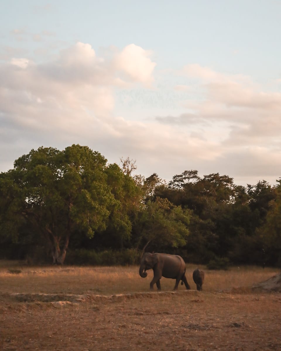 Arugam Bay - Sehenswürdigkeiten & Highlights - Wilde Elefanten