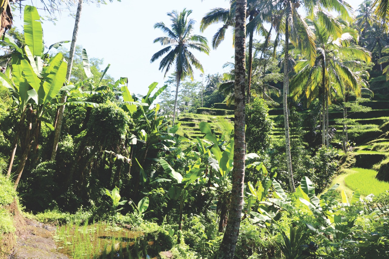 Reisebericht: Tegalalang Reisterrassen in Ubud