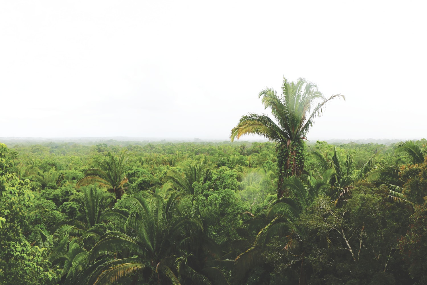 Dschungel in Belize