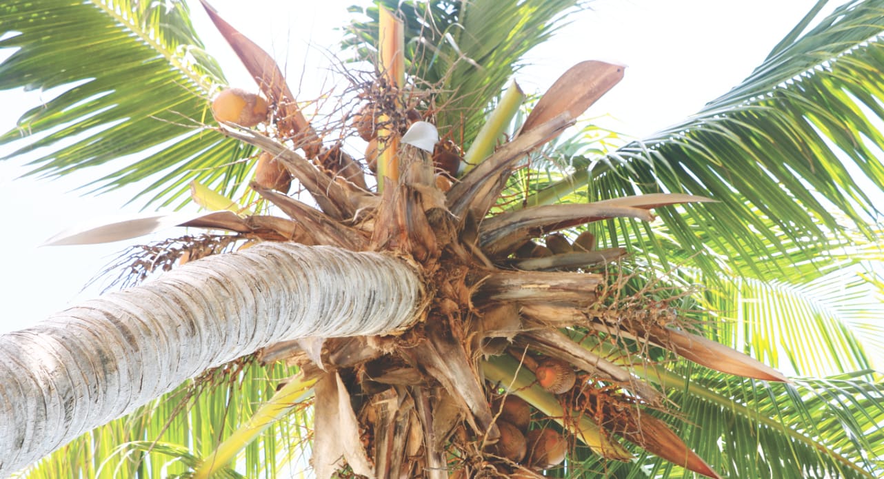 Palme auf Caye Caulker - Belize