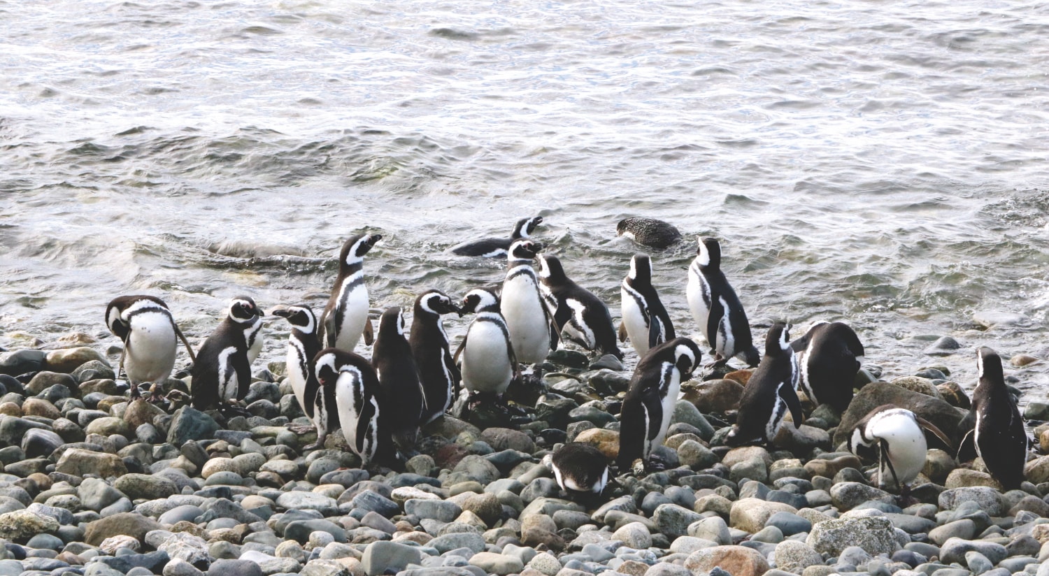 Chile Sehenswürdigkeiten: Pinguine auf der Isla Magdalena