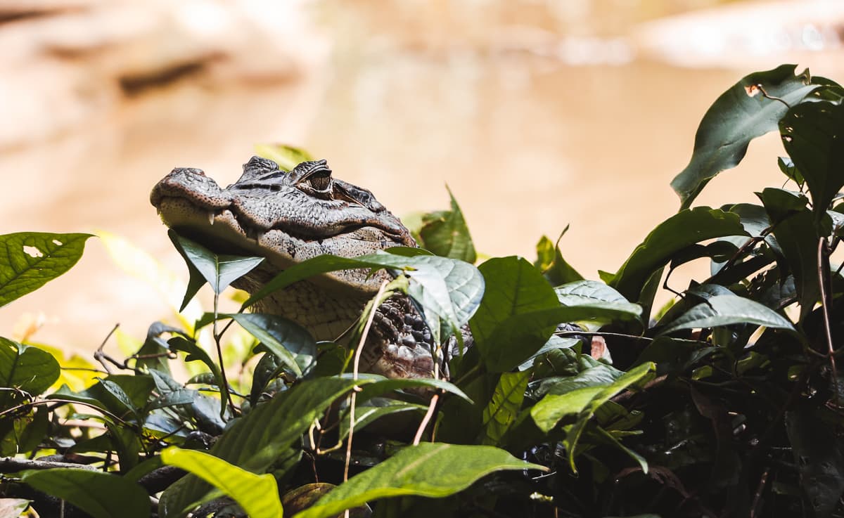 Costa Rica - Sehenswürdigkeiten & Highlights - Tortuguero Nationalpark - Kaiman