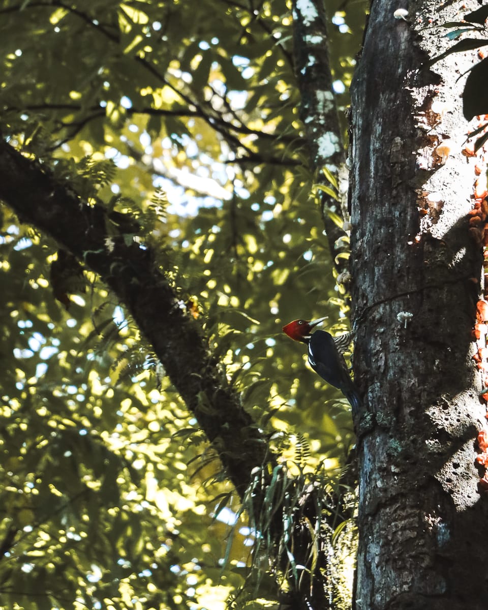Costa Rica - Sehenswürdigkeiten & Highlights - Corcovado Nationalpark Specht