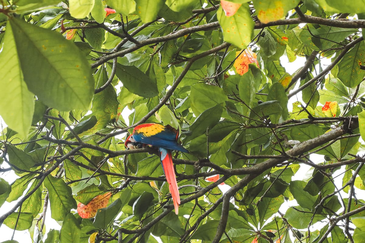 Costa Rica - Sehenswürdigkeiten & Highlights - Ara