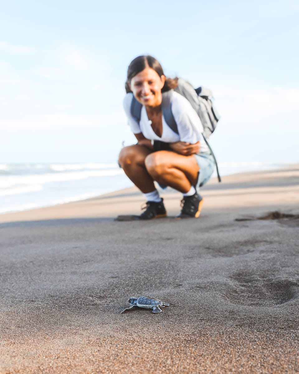 Costa Rica - Sehenswürdigkeiten & Highlights - Tortuguero Nationalpark Schildkröte
