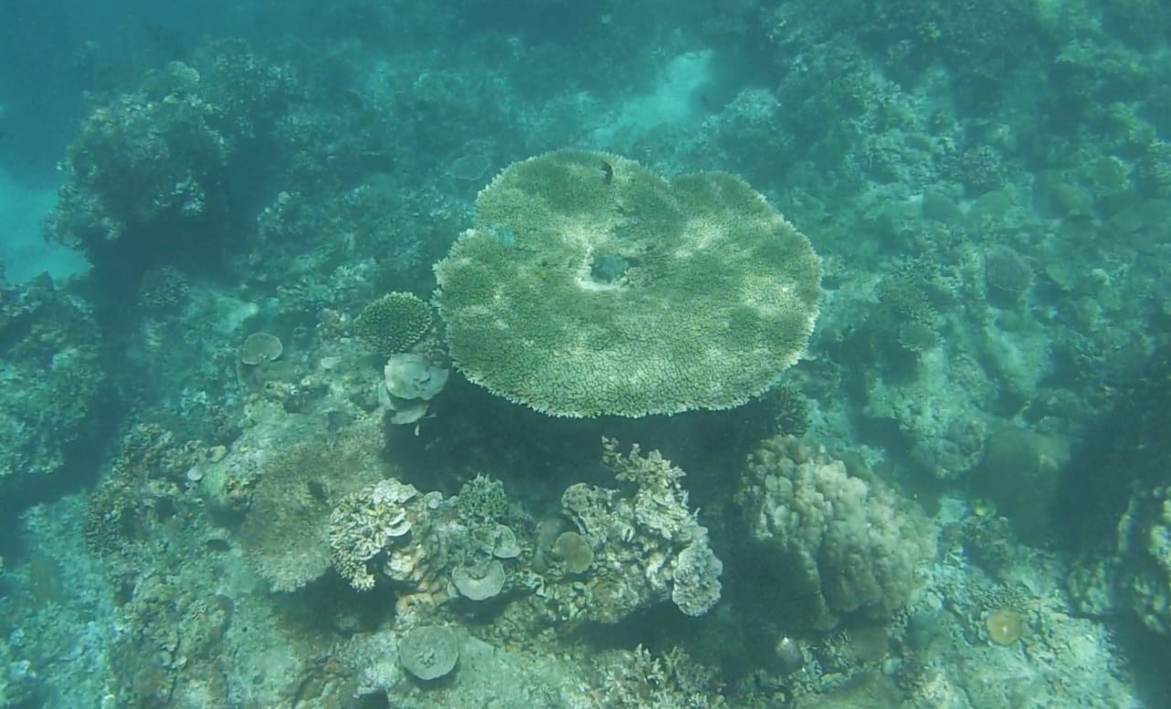 Korallen in El Nido