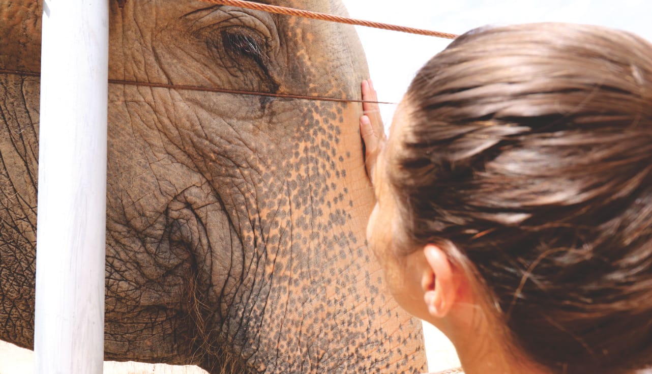 Elefantentour in Thailand auf faire Weise