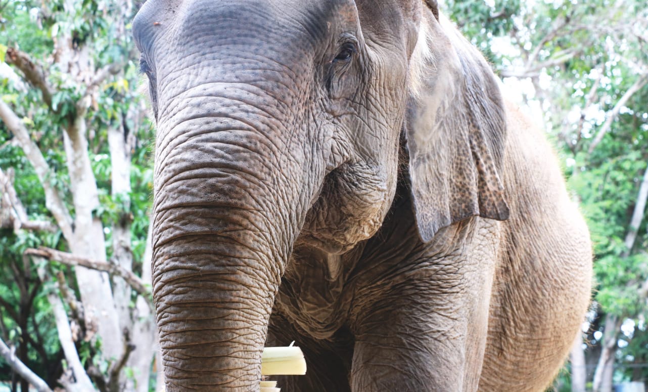 Elefant in Thailand bei WFFT
