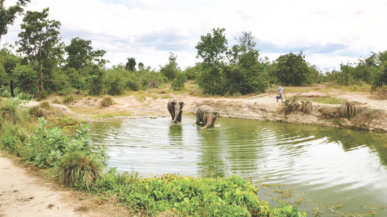 Elefanten baden im See bei WFFT in Thailand