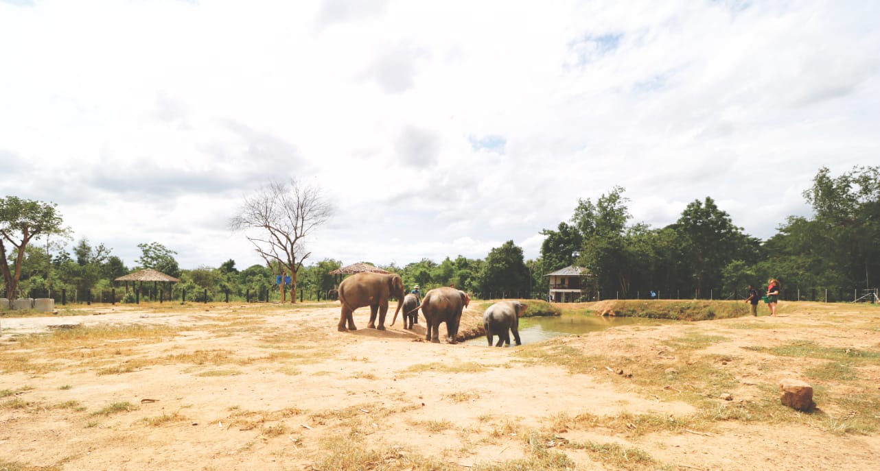 Faires Elefantencamp in Thailand