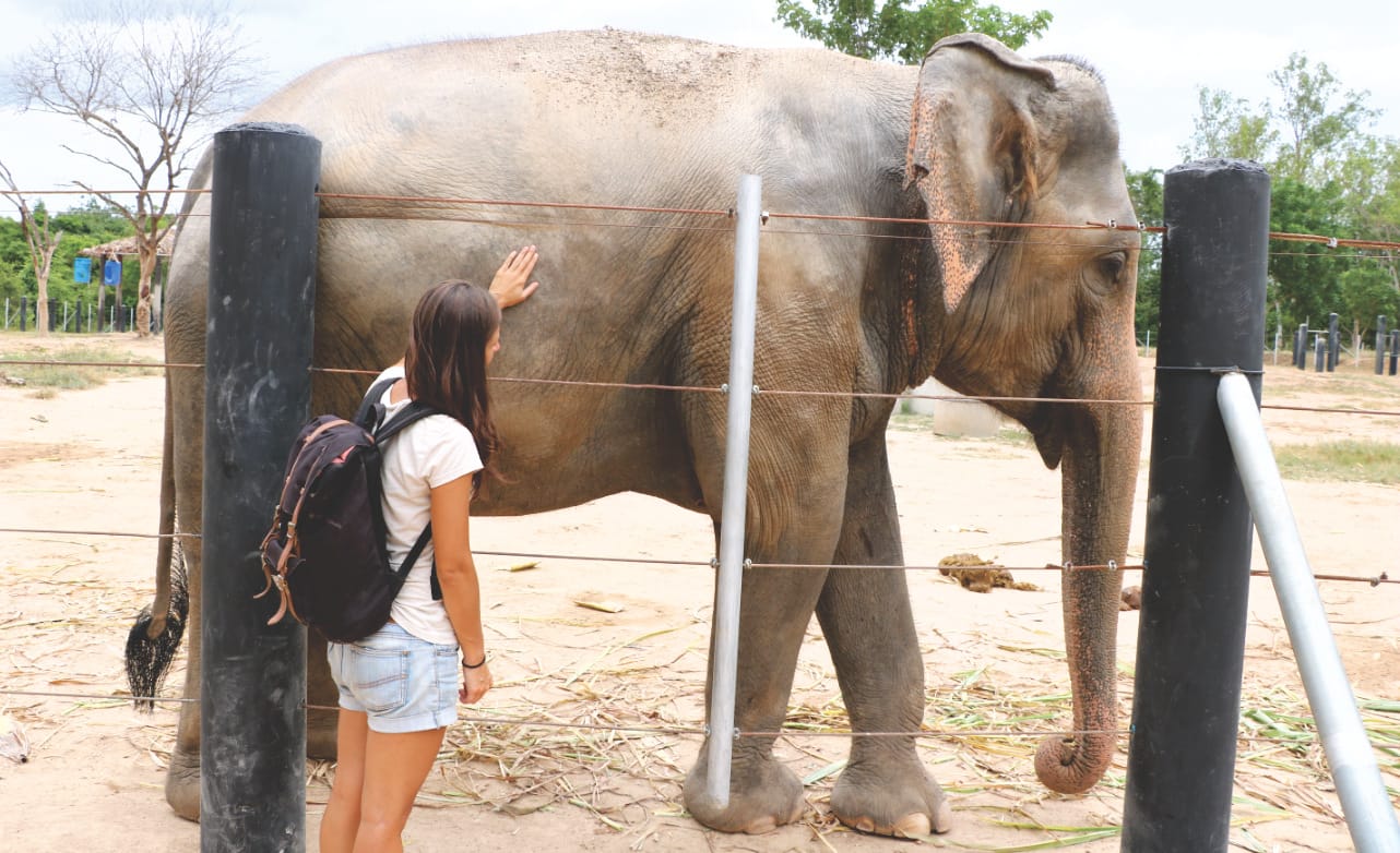 Elefant hautnah in Thailand