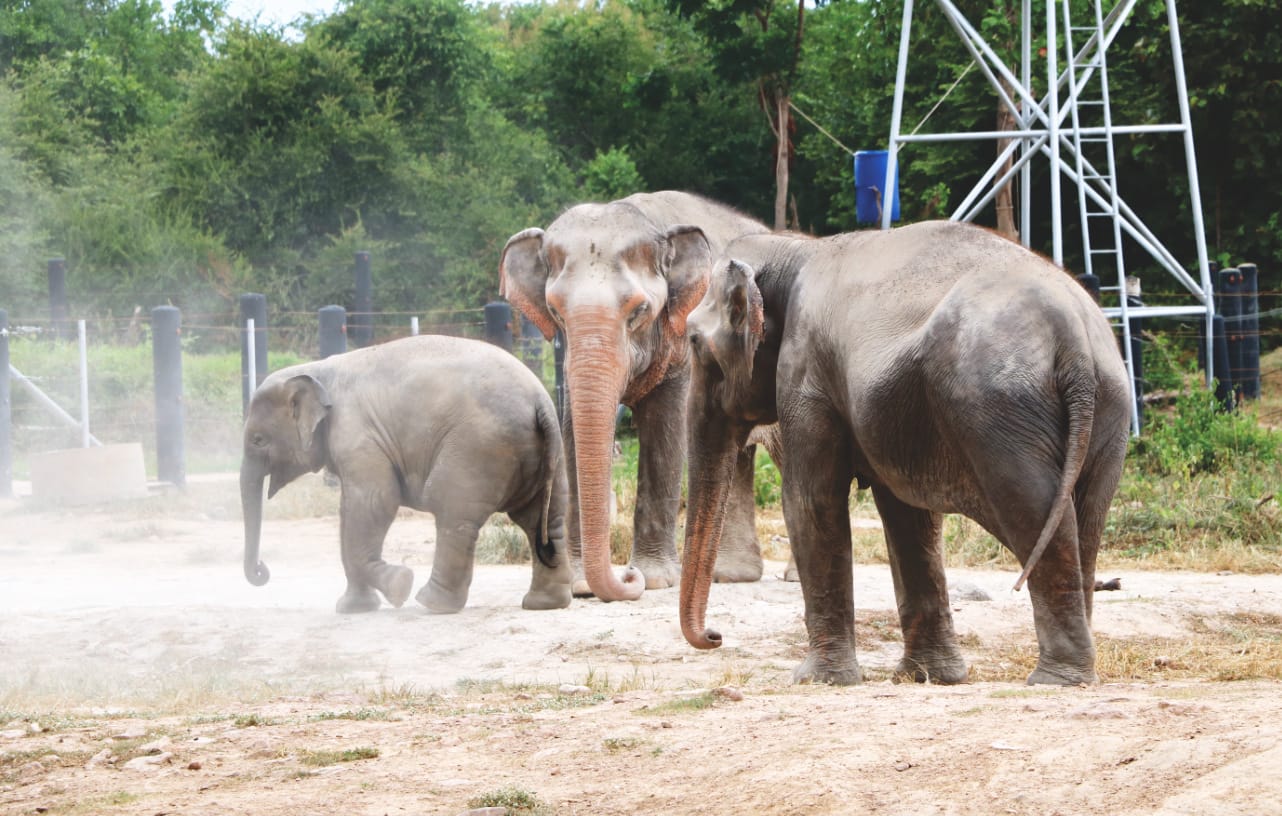 Tagestour mit Elefanten in Thailand