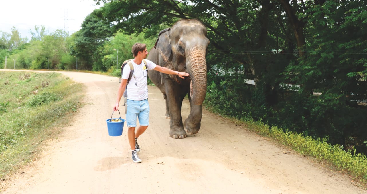 Spaziergang mit Elefant ohne Leine