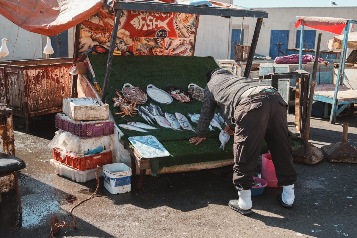 Essaouira - Fischer