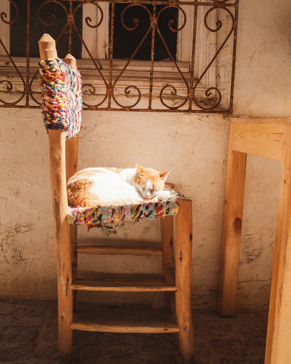 Katze in Restaurant in Essaouira