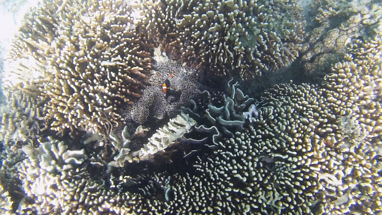 Nemo auf Kanawa Island