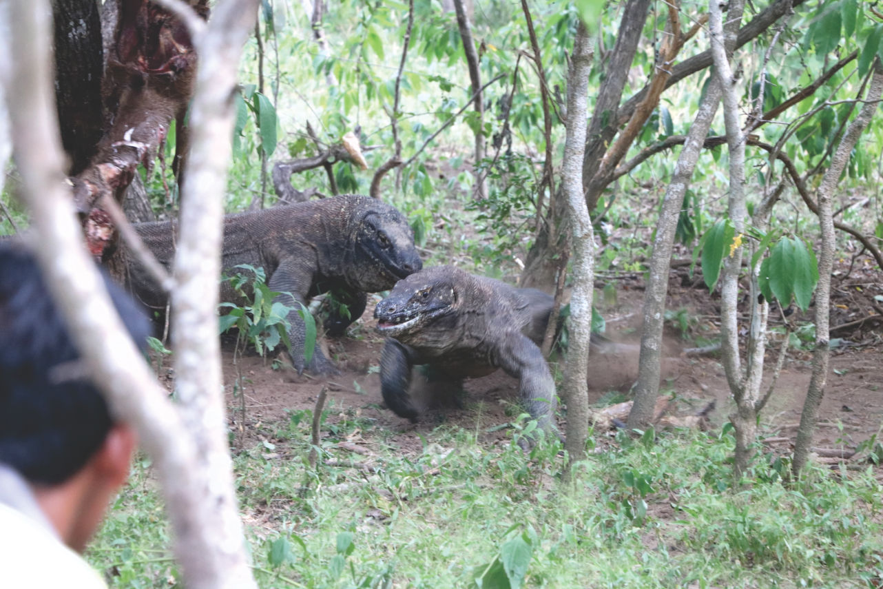 Komodo Waran in Indonesien