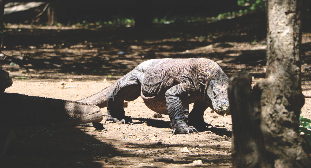 Indonesien Sehenswürdigkeiten: Komodo Nationalpark
