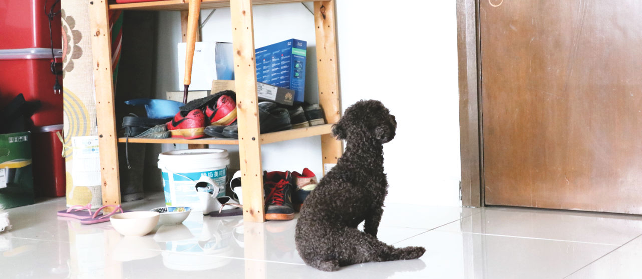 Kuala Lumpur airbnb Wohnung mit Hund