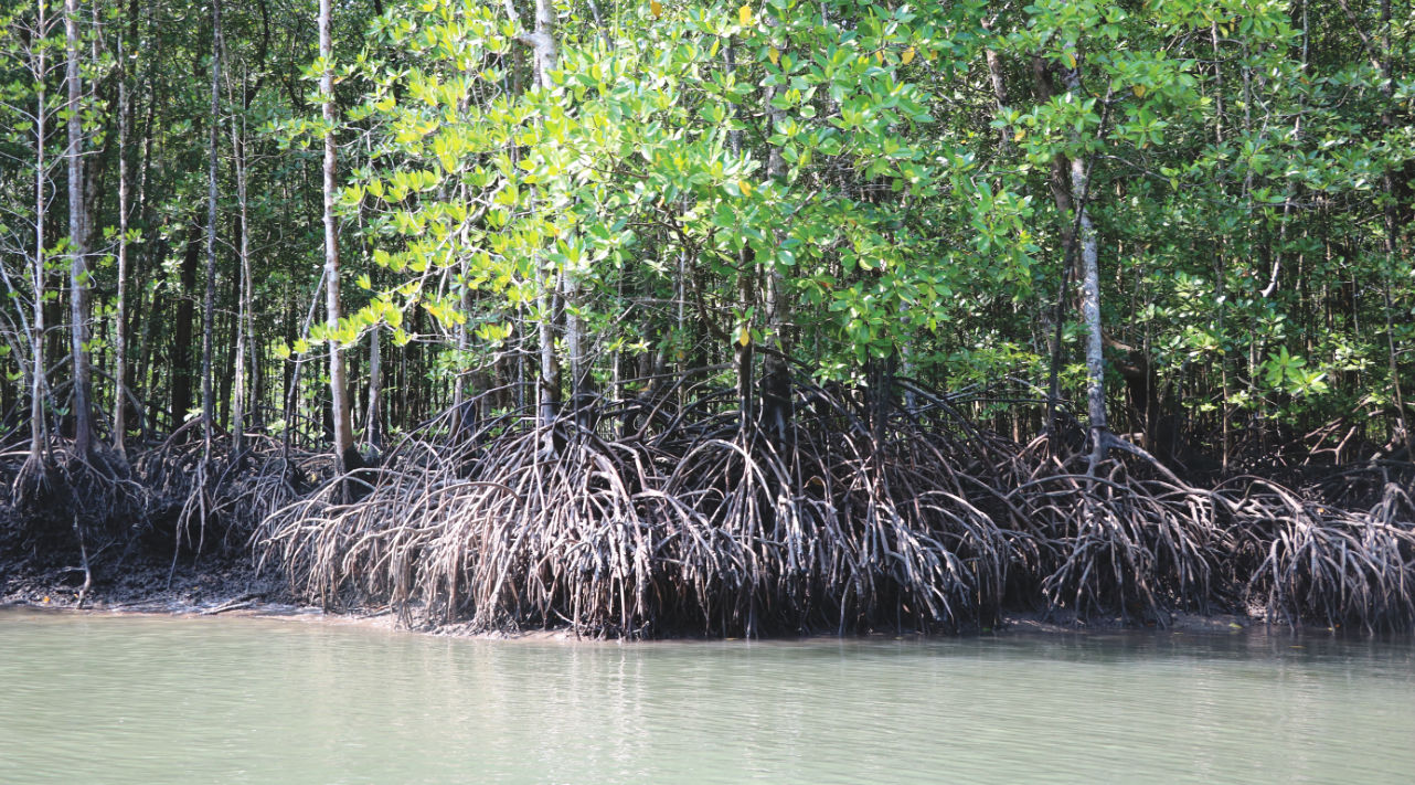 Tour durch die Mangroven auf Langkawi