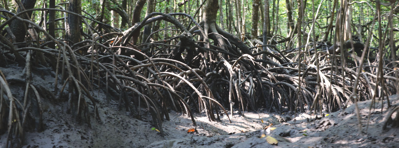 Reisebericht: Mangroven auf Langkawi