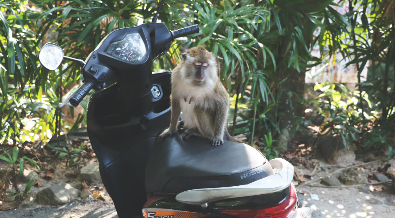 Affe auf dem Moped auf Langkawi
