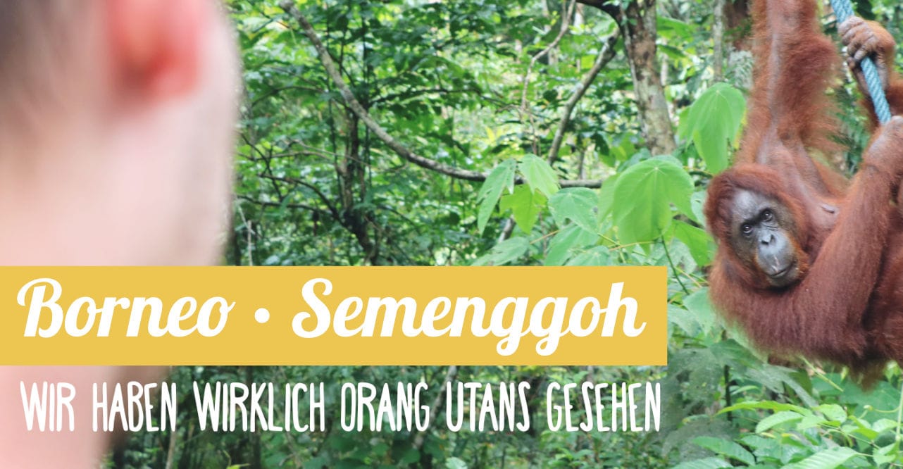 Reisebericht Semenggoh auf Borneo