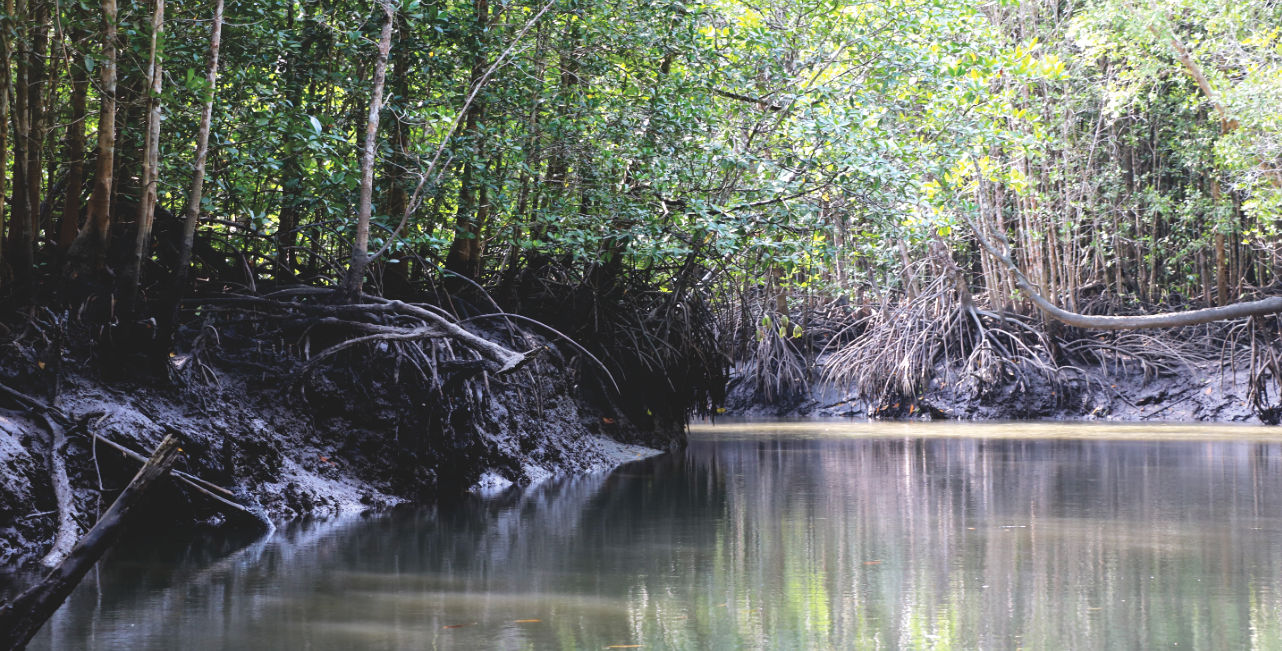 Mangroven im Sumpfgebiet