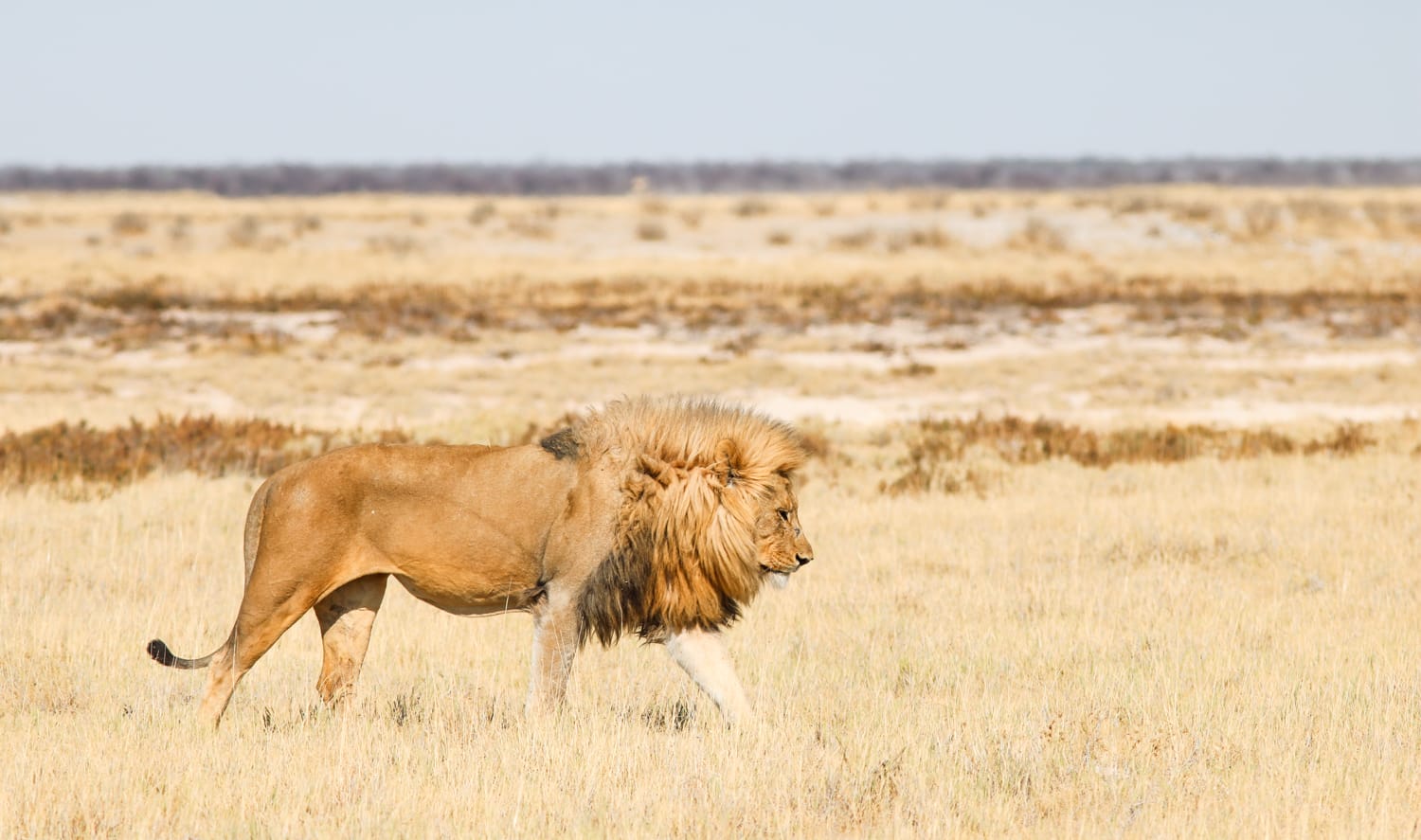 Namibia Packliste für Selbstfahrer: Safari, Gamedrive und Nationalparks
