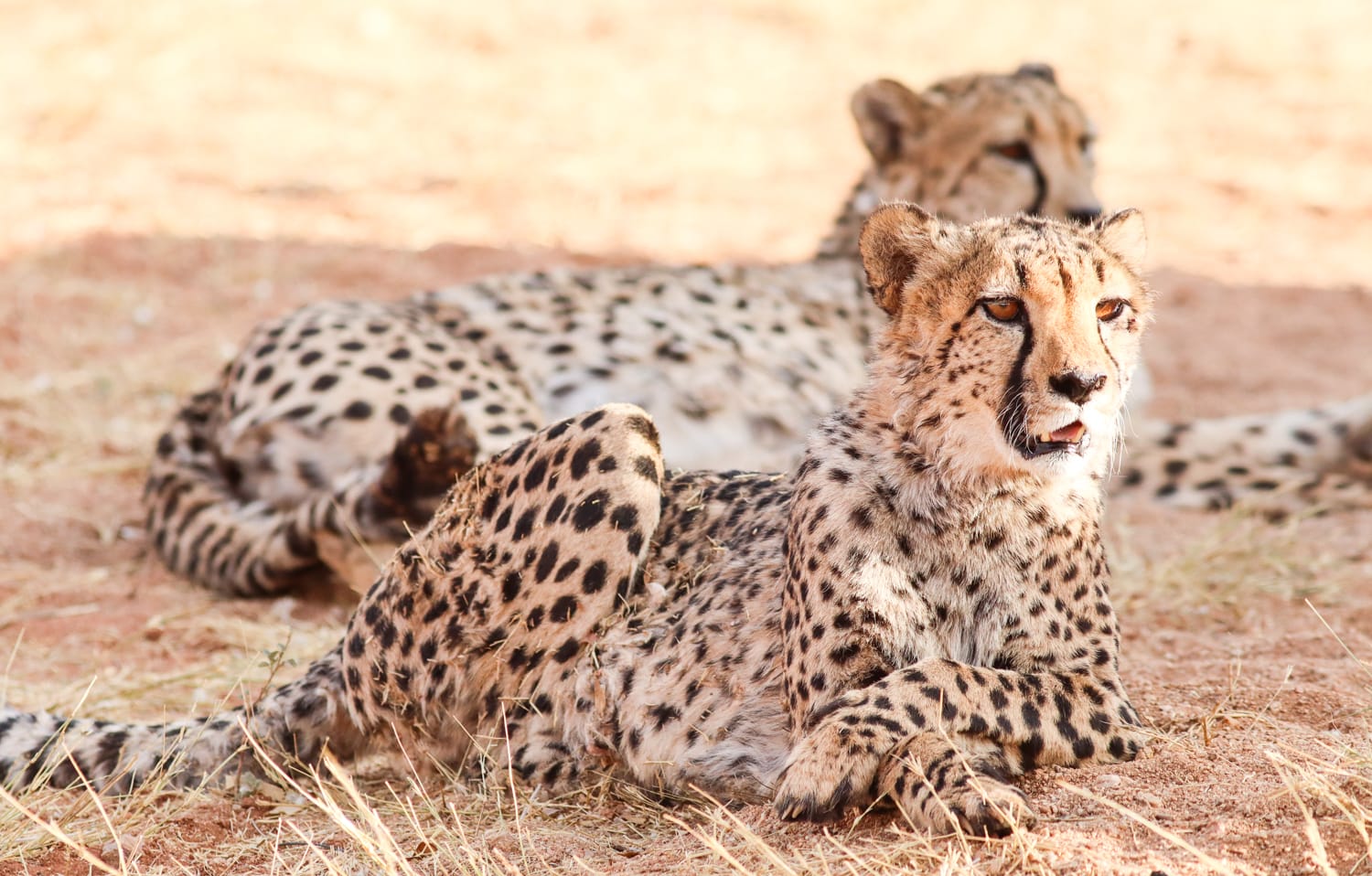Namibia: Safari, Tiere, Nationalparks und Wildlife