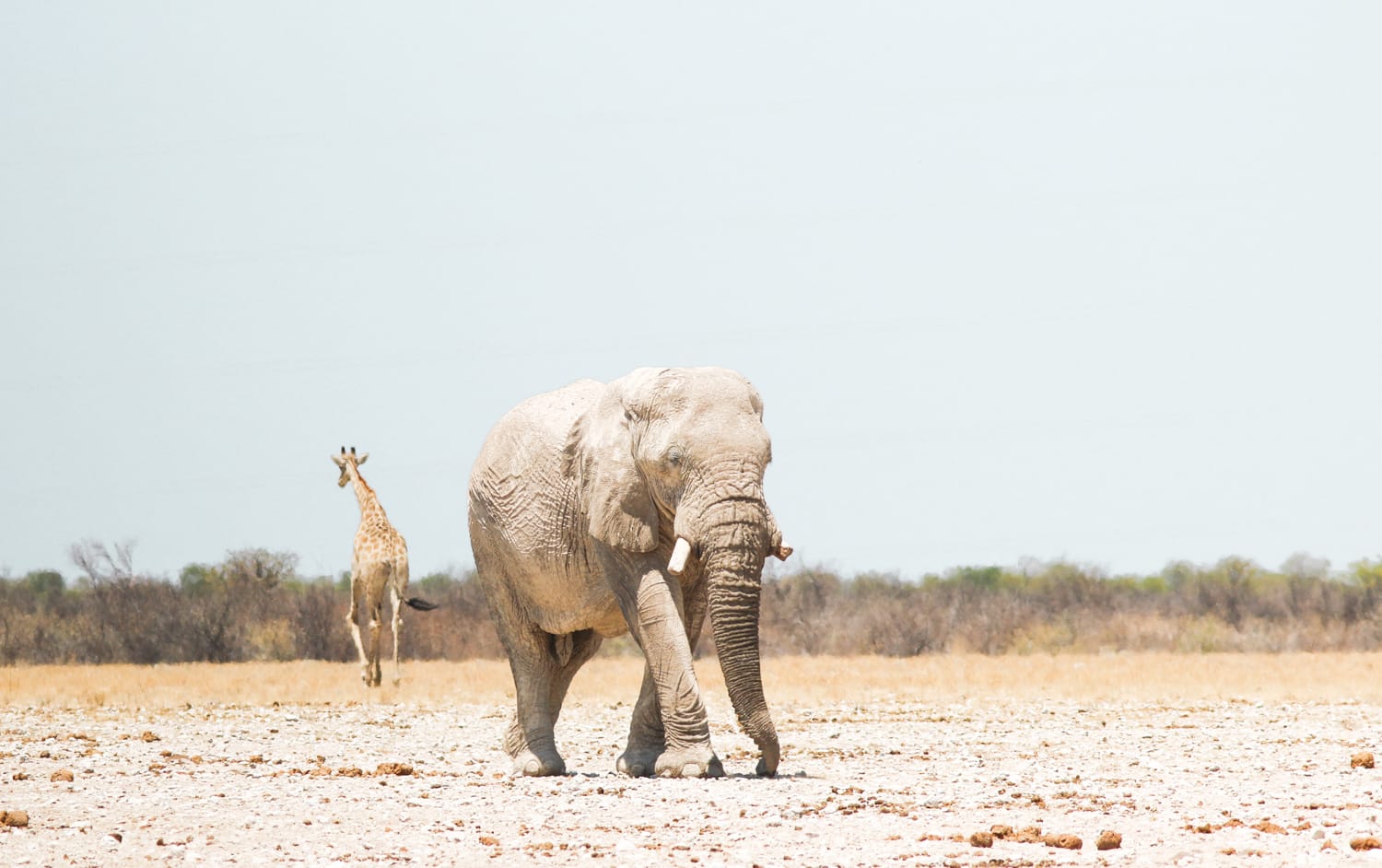 Namibia: Sehenswürdigkeiten und Reisetipps - Etoscha Nationalpark