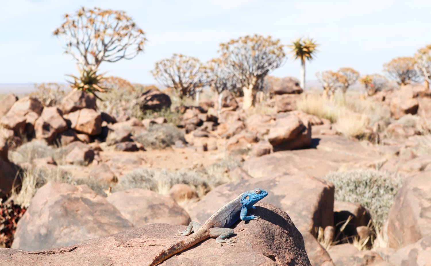 Namibia: Sehenswürdigkeiten und Reisetipps - Quiver Tree