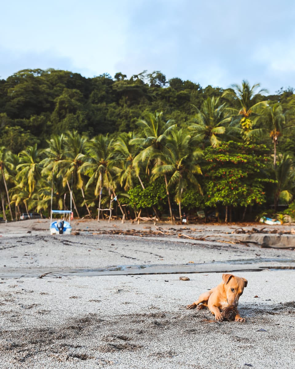 Nicoya Halbinsel - Reisetipps/Guide - Montezuma Strand Hund
