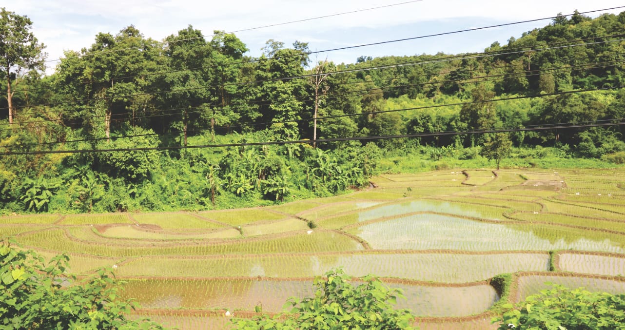 Reisfelder auf dem Weg nach Pai