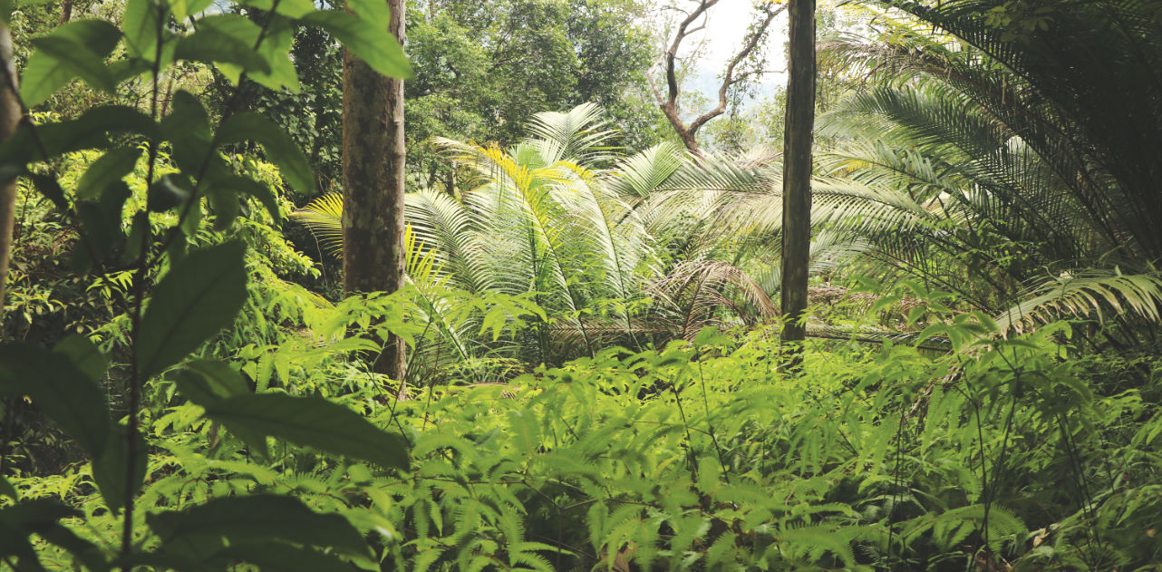 Regenwald vom Penang Nationalpark