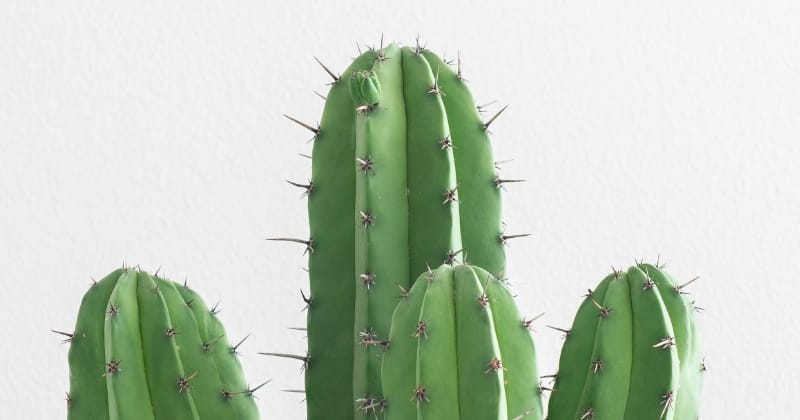 Pflanzen Bewässerung während Urlaub & Reisen: Kaktus