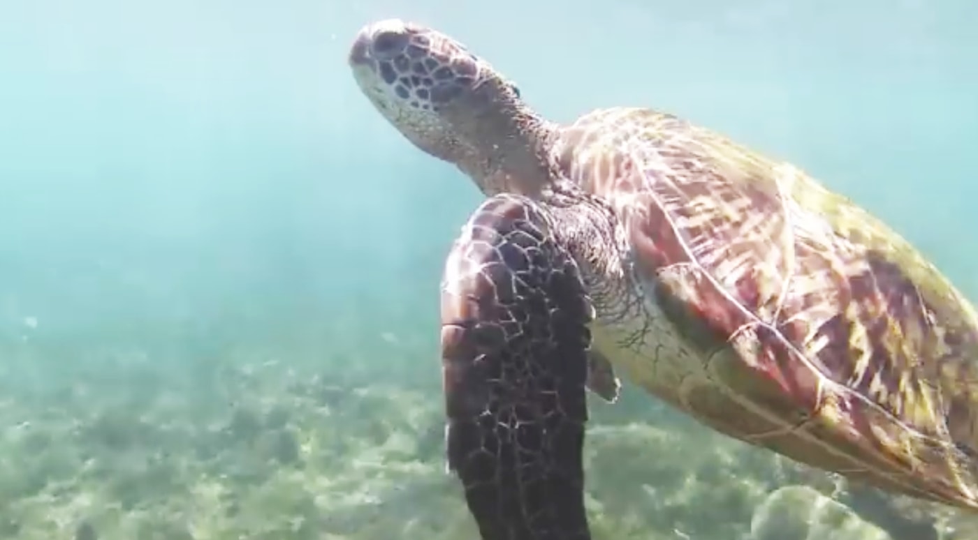 Philippinen Sehenswürdigkeiten: mit Schildkröten schnorcheln!