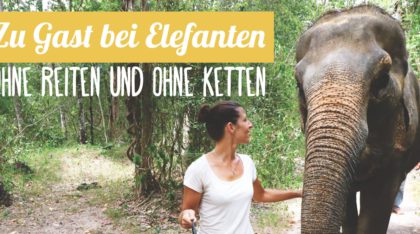 Reisebericht: Elefanten ohne Reiten und ohne Ketten