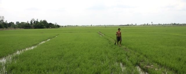 Reisfeld im Mekong Delta