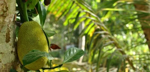 Vegetation und Früchte im Mekong Delta