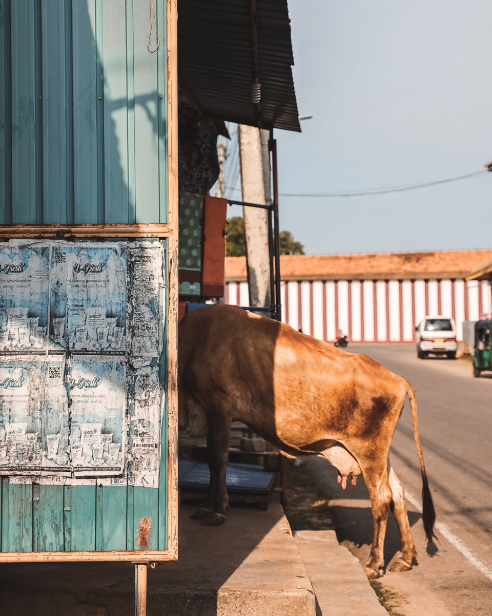 Sri Lanka - Sehenswürdigkeiten & Highlights - Kuh auf Straße
